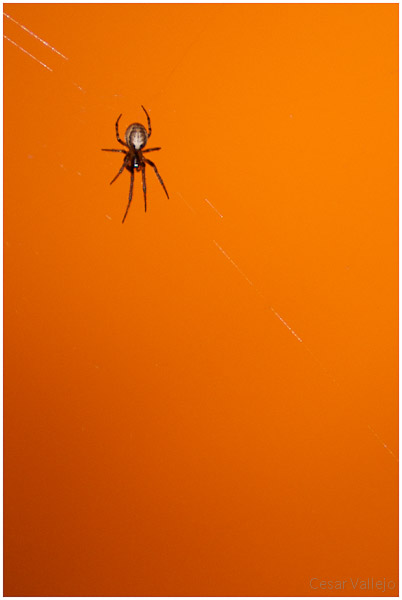 A las arañas les gusta la puesta de sol