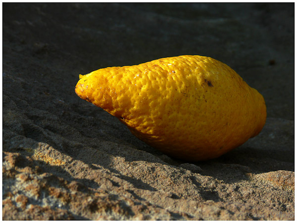 Limon tomando el sol en la roca