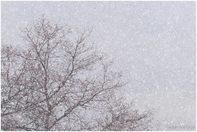 Está nevando (Foto-Haiku)